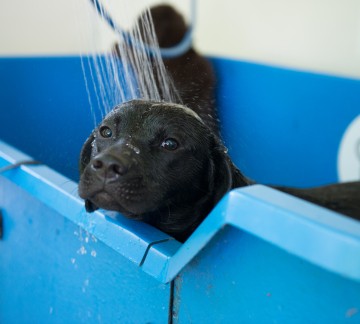 Honden